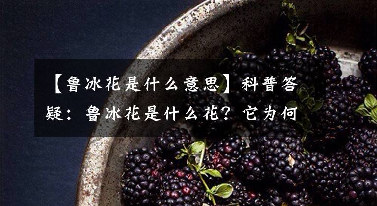 【魯冰花是什么意思】科普答疑：魯冰花是什么花？它為何與母愛相關(guān)？