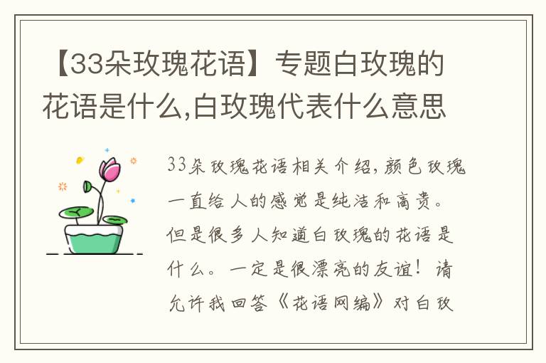 【33朵玫瑰花語(yǔ)】專題白玫瑰的花語(yǔ)是什么,白玫瑰代表什么意思(純純的愛(ài))