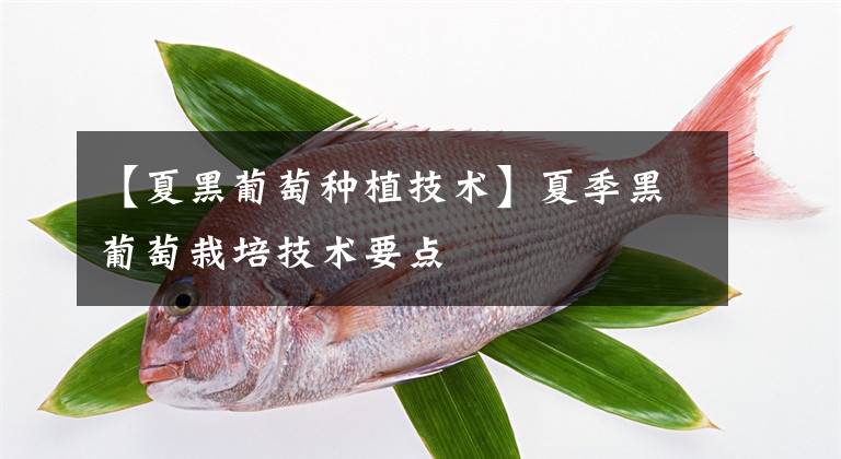 【夏黑葡萄種植技術(shù)】夏季黑葡萄栽培技術(shù)要點(diǎn)