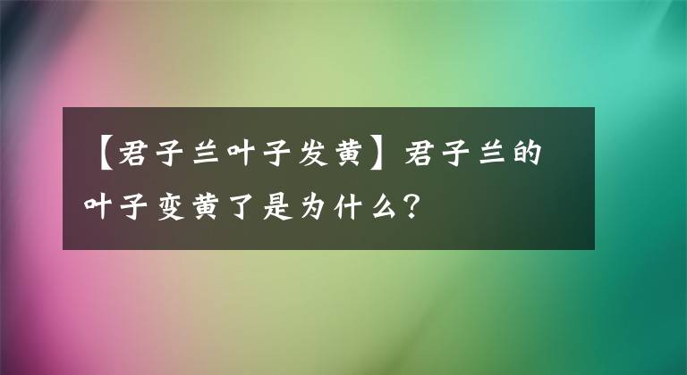 【君子蘭葉子發(fā)黃】君子蘭的葉子變黃了是為什么？