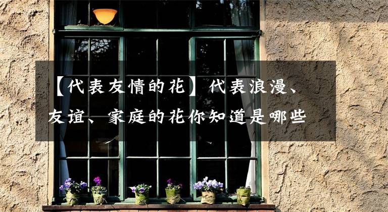 【代表友情的花】代表浪漫、友誼、家庭的花你知道是哪些嗎？