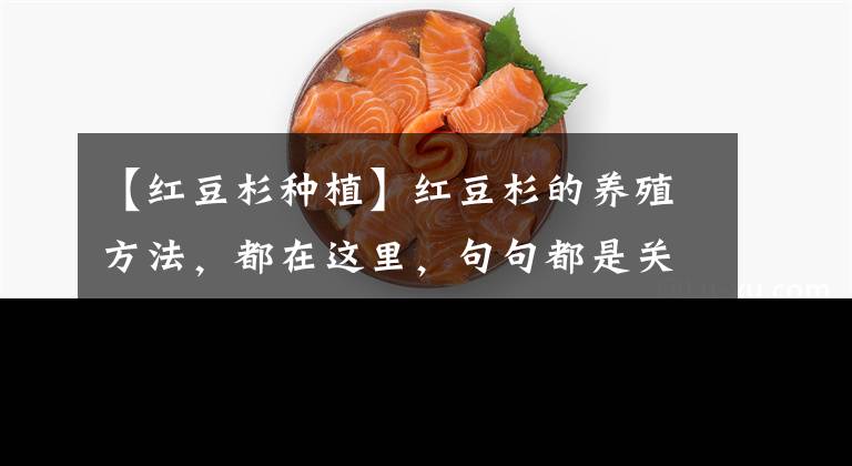 【紅豆杉種植】紅豆杉的養(yǎng)殖方法，都在這里，句句都是關鍵點