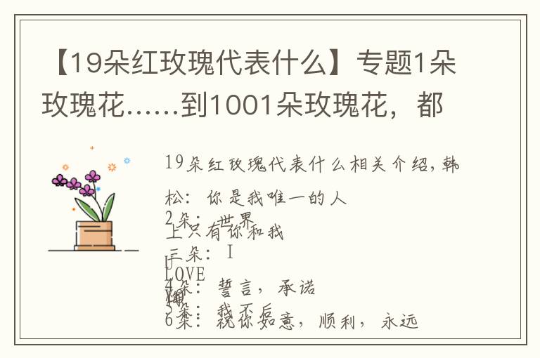 【19朵紅玫瑰代表什么】專題1朵玫瑰花……到1001朵玫瑰花，都代表什么，你知道嗎？