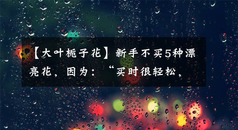 【大葉梔子花】新手不買5種漂亮花，因為：“買時很輕松，養(yǎng)死也輕松”