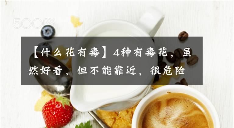 【什么花有毒】4種有毒花，雖然好看，但不能靠近，很危險(xiǎn)