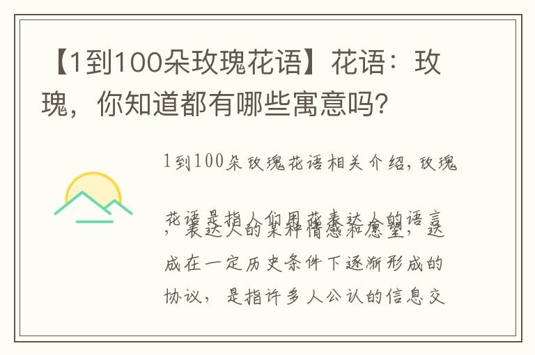 【1到100朵玫瑰花語】花語：玫瑰，你知道都有哪些寓意嗎？