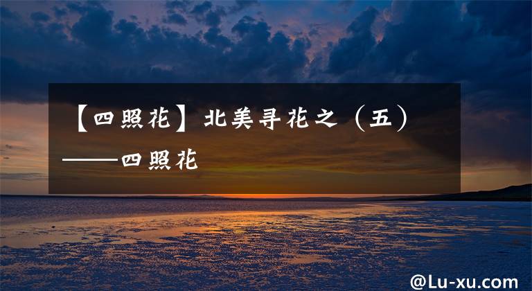 【四照花】北美尋花之（五）——四照花