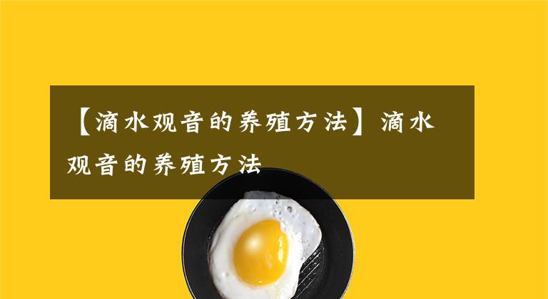 【滴水觀音的養(yǎng)殖方法】滴水觀音的養(yǎng)殖方法