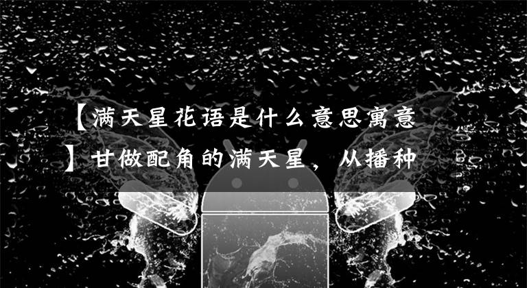 【滿天星花語是什么意思寓意】甘做配角的滿天星，從播種到爆盆原來這么簡單！