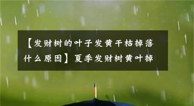 【發(fā)財樹的葉子發(fā)黃干枯掉落什么原因】夏季發(fā)財樹黃葉掉葉，可能是這幾個原因?qū)е碌臓€根，恢復(fù)有技巧