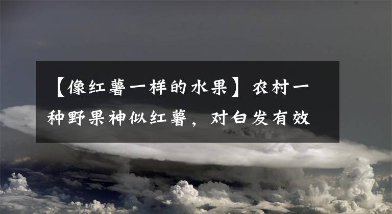 【像紅薯一樣的水果】農(nóng)村一種野果神似紅薯，對白發(fā)有效，如今50元一斤成搖錢樹