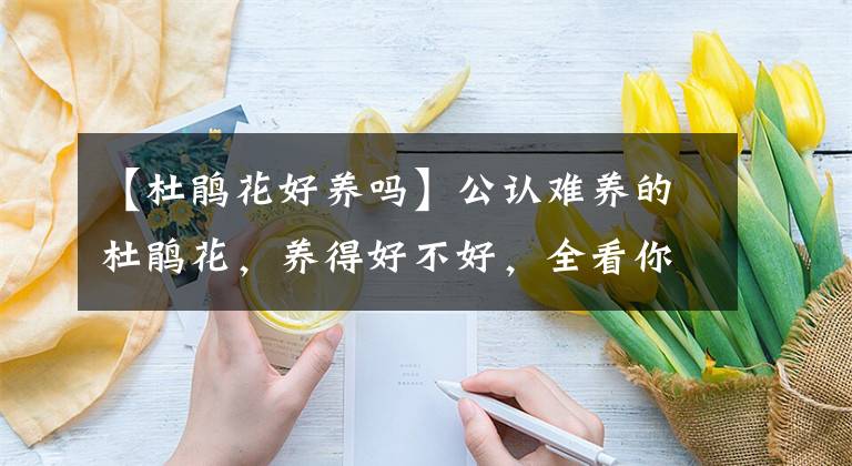 【杜鵑花好養(yǎng)嗎】公認(rèn)難養(yǎng)的杜鵑花，養(yǎng)得好不好，全看你會不會澆水