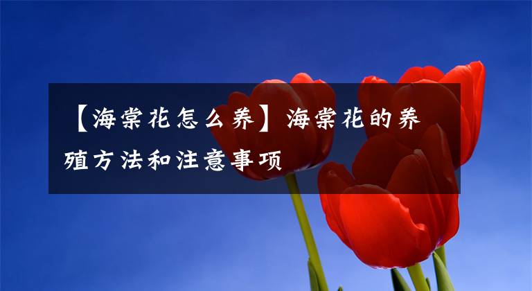 【海棠花怎么養(yǎng)】海棠花的養(yǎng)殖方法和注意事項(xiàng)