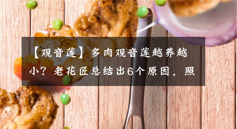 【觀音蓮】多肉觀音蓮越養(yǎng)越??？老花匠總結(jié)出6個(gè)原因，照著處理能輕松爆盆