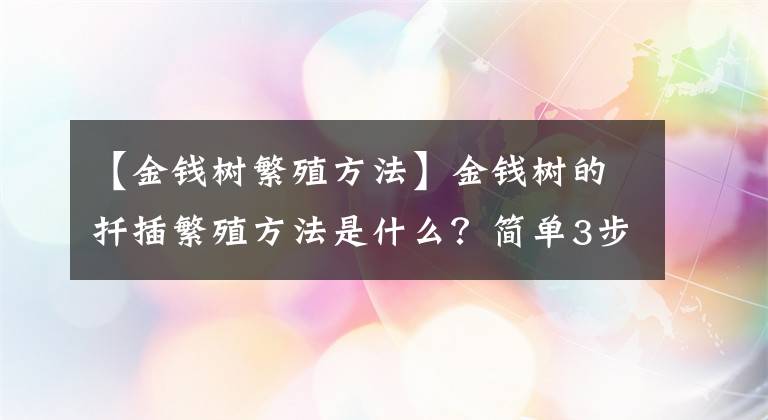 【金錢樹繁殖方法】金錢樹的扦插繁殖方法是什么？簡單3步，金錢樹一盆變多盆