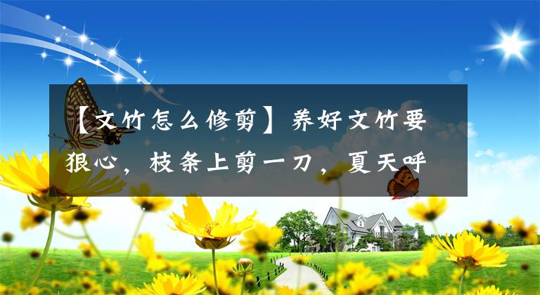 【文竹怎么修剪】養(yǎng)好文竹要狠心，枝條上剪一刀，夏天呼呼冒筍芽