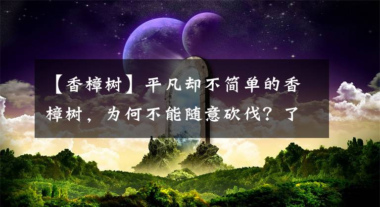 【香樟樹】平凡卻不簡單的香樟樹，為何不能隨意砍伐？了解它的價值避免誤傷