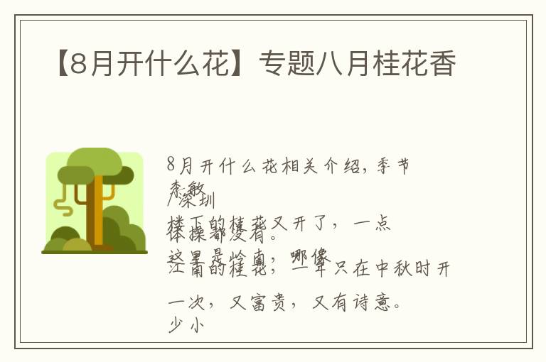 【8月開(kāi)什么花】專(zhuān)題八月桂花香