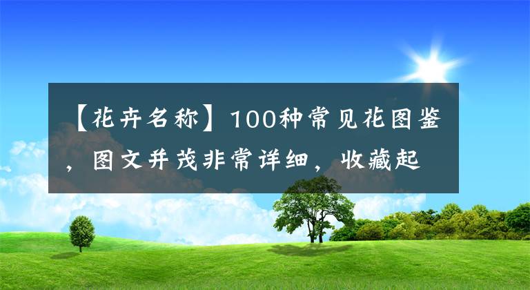 【花卉名稱】100種常見花圖鑒，圖文并茂非常詳細(xì)，收藏起來慢慢看