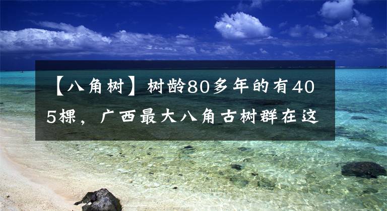 【八角樹】樹齡80多年的有405棵，廣西最大八角古樹群在這里