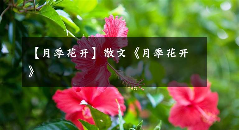 【月季花開】散文《月季花開》