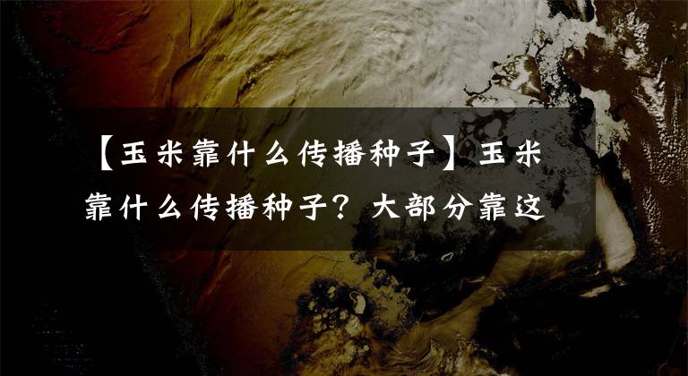 【玉米靠什么傳播種子】玉米靠什么傳播種子？大部分靠這4種方法