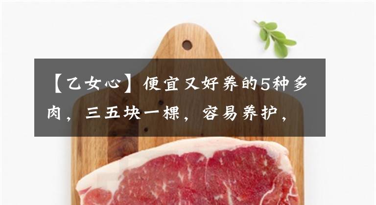 【乙女心】便宜又好養(yǎng)的5種多肉，三五塊一棵，容易養(yǎng)護(hù)，人人都可入手?