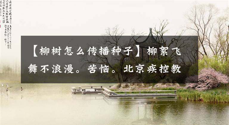 【柳樹怎么傳播種子】柳絮飛舞不浪漫?？鄲馈１本┘部亟棠惴烙^招。
