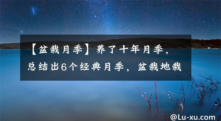 【盆栽月季】養(yǎng)了十年月季，總結(jié)出6個(gè)經(jīng)典月季，盆栽地栽都好養(yǎng)，花朵滿枝頭