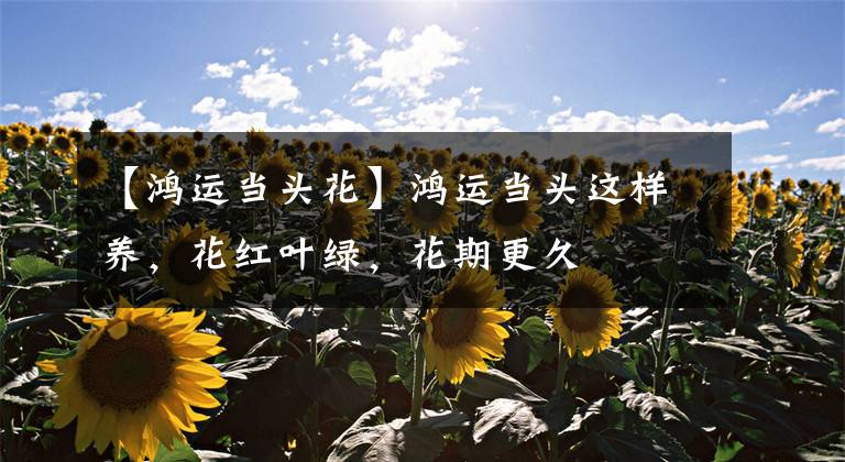 【鴻運(yùn)當(dāng)頭花】鴻運(yùn)當(dāng)頭這樣養(yǎng)，花紅葉綠，花期更久