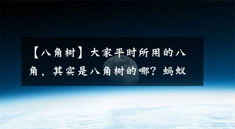 【八角樹】大家平時所用的八角，其實是八角樹的哪？螞蟻新村最新答案