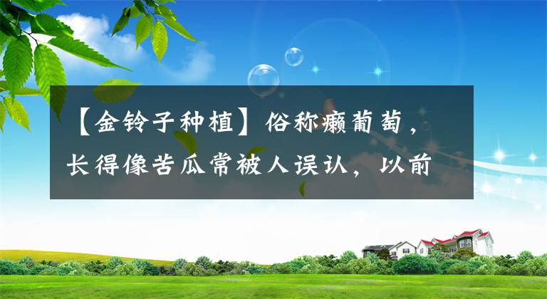 【金鈴子種植】俗稱癩葡萄，長(zhǎng)得像苦瓜常被人誤認(rèn)，以前當(dāng)水果吃，如今不見蹤影