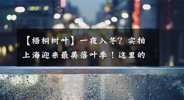 【梧桐樹葉】一夜入冬？實拍上海迎來最美落葉季！這里的梧桐葉落滿地太美了