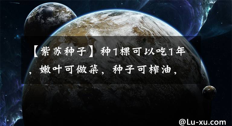 【紫蘇種子】種1棵可以吃1年，嫩葉可做菜，種子可榨油，還是古人的天然防腐劑