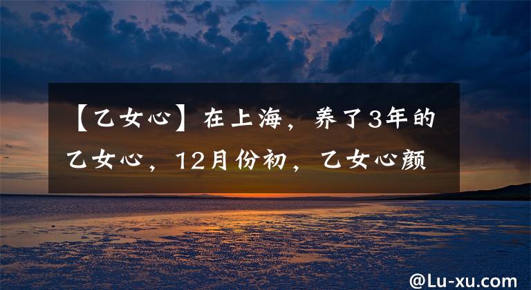 【乙女心】在上海，養(yǎng)了3年的乙女心，12月份初，乙女心顏值不比掛區(qū)差