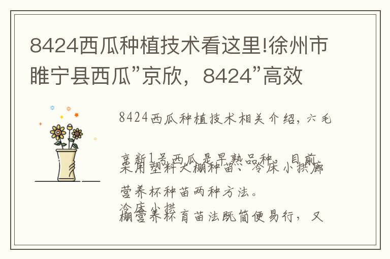 8424西瓜種植技術(shù)看這里!徐州市睢寧縣西瓜”京欣，8424”高效栽培技術(shù)