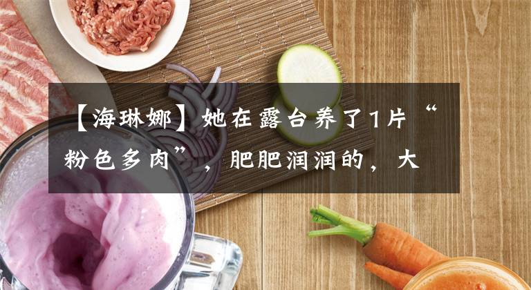 【海琳娜】她在露臺養(yǎng)了1片“粉色多肉”，肥肥潤潤的，大家看了都夸少女心