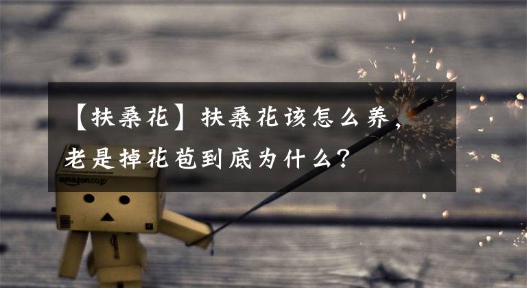 【扶?；ā糠錾；ㄔ撛趺答B(yǎng)，老是掉花苞到底為什么？