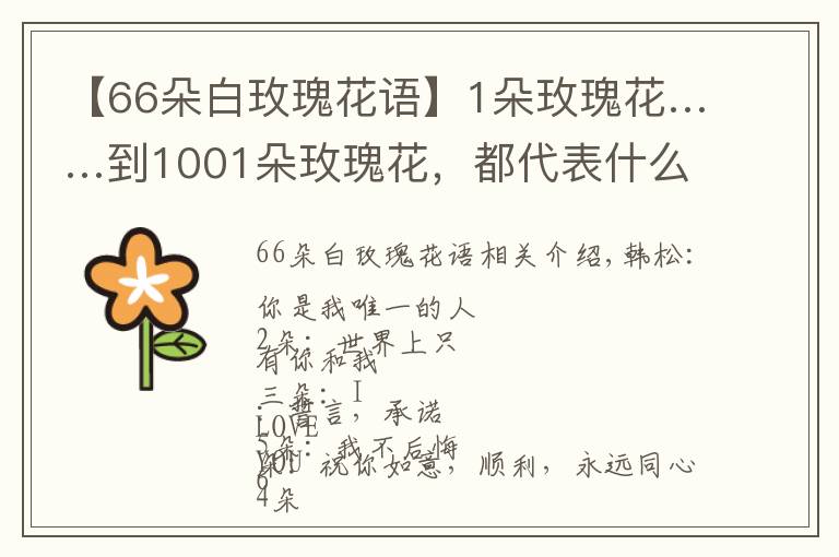 【66朵白玫瑰花語(yǔ)】1朵玫瑰花……到1001朵玫瑰花，都代表什么，你知道嗎？