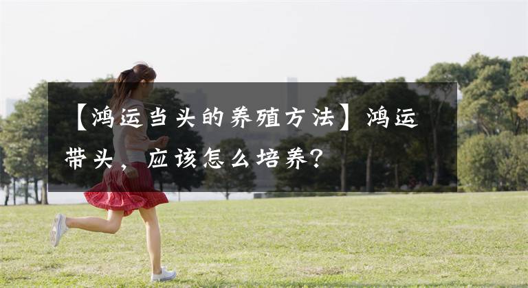 【鴻運當頭的養(yǎng)殖方法】鴻運帶頭，應該怎么培養(yǎng)？