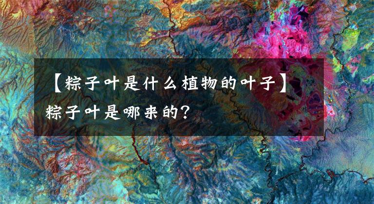 【粽子葉是什么植物的葉子】粽子葉是哪來的？