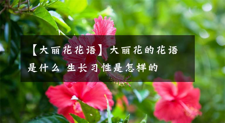 【大麗花花語】大麗花的花語是什么 生長習(xí)性是怎樣的