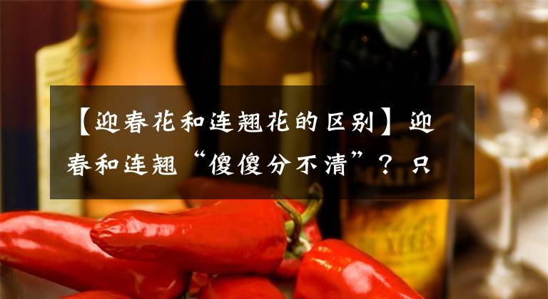 【迎春花和連翹花的區(qū)別】迎春和連翹“傻傻分不清”？只需記住3個秘訣，就能輕松分辨