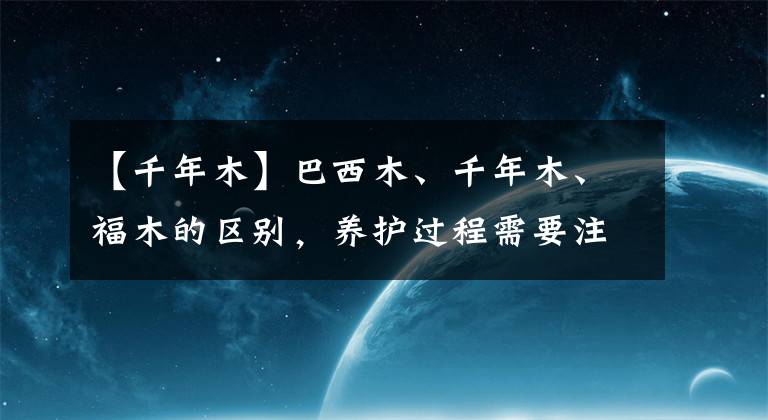 【千年木】巴西木、千年木、福木的區(qū)別，養(yǎng)護(hù)過程需要注意什么？