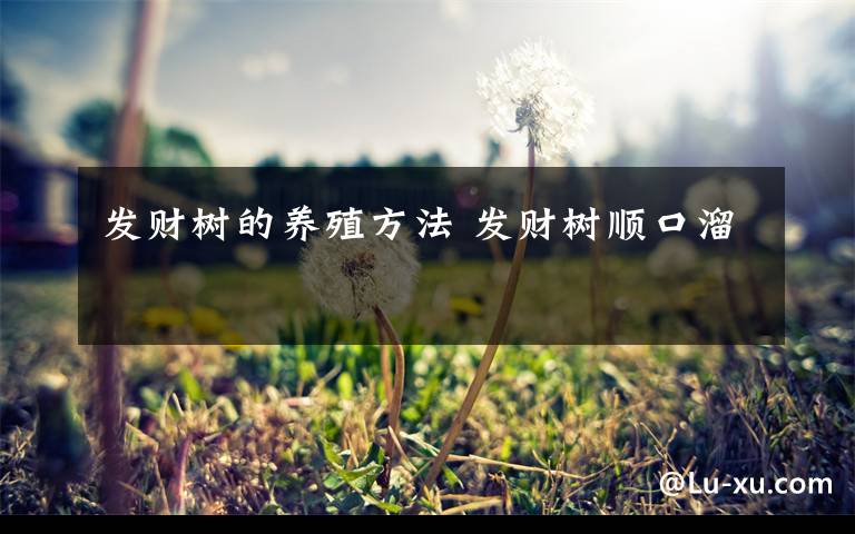 發(fā)財樹的養(yǎng)殖方法 發(fā)財樹順口溜