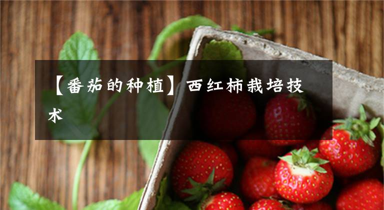 【番茄的種植】西紅柿栽培技術(shù)