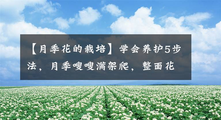 【月季花的栽培】學(xué)會(huì)養(yǎng)護(hù)5步法，月季嗖嗖滿架爬，整面花墻太好看