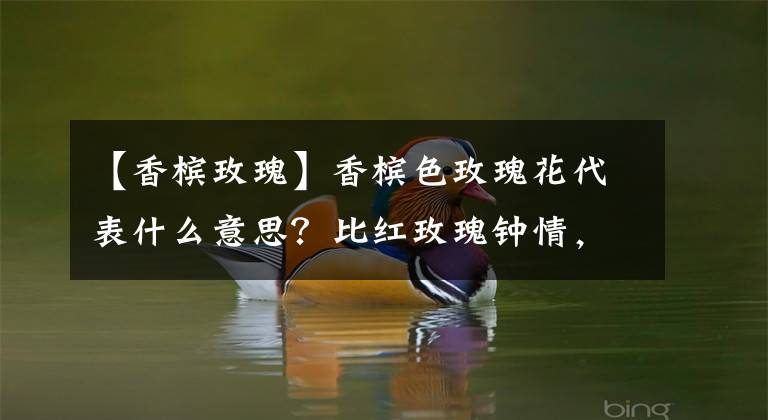 【香檳玫瑰】香檳色玫瑰花代表什么意思？比紅玫瑰鐘情，比白玫瑰優(yōu)雅，知道嗎