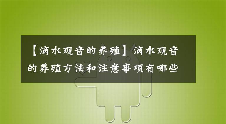 【滴水觀音的養(yǎng)殖】滴水觀音的養(yǎng)殖方法和注意事項有哪些