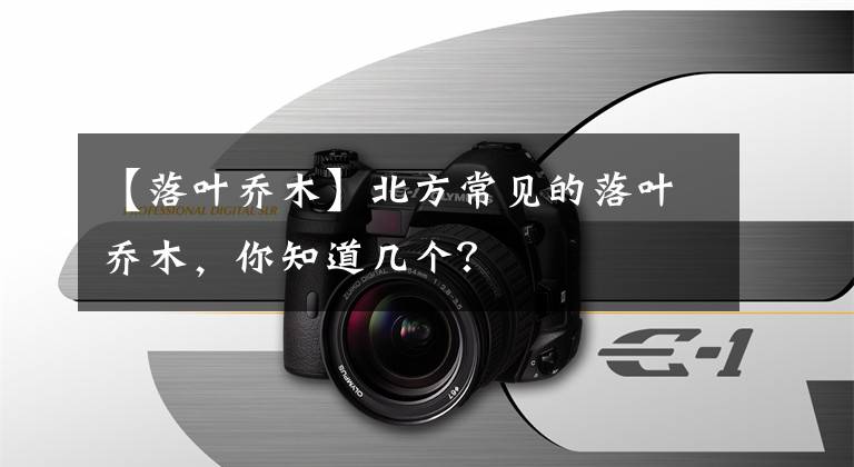 【落葉喬木】北方常見的落葉喬木，你知道幾個(gè)？